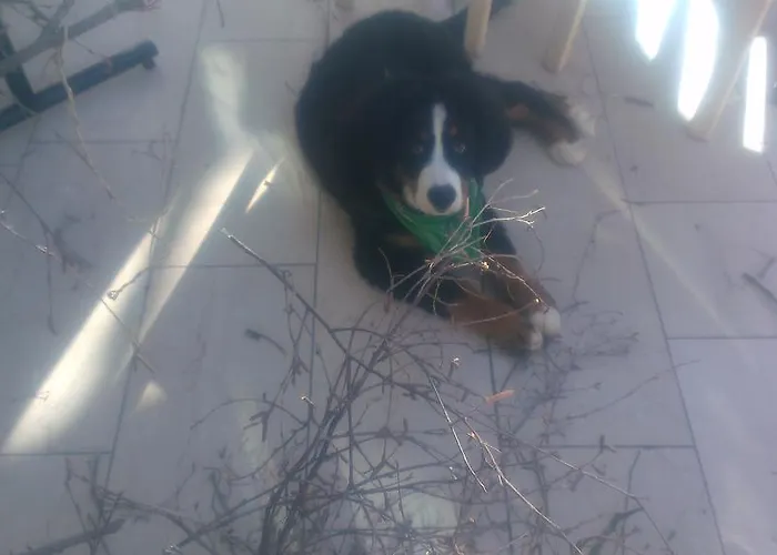 Hotel Chalet-hotel Larix 3*